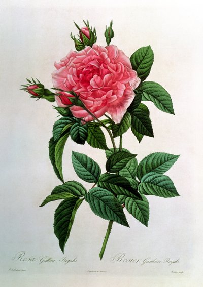 Rosa Gallica Regallis, de 